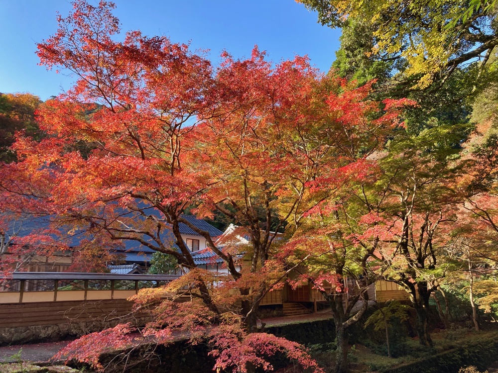 出雲市平田の鰐淵寺の紅葉を見に行って来ました