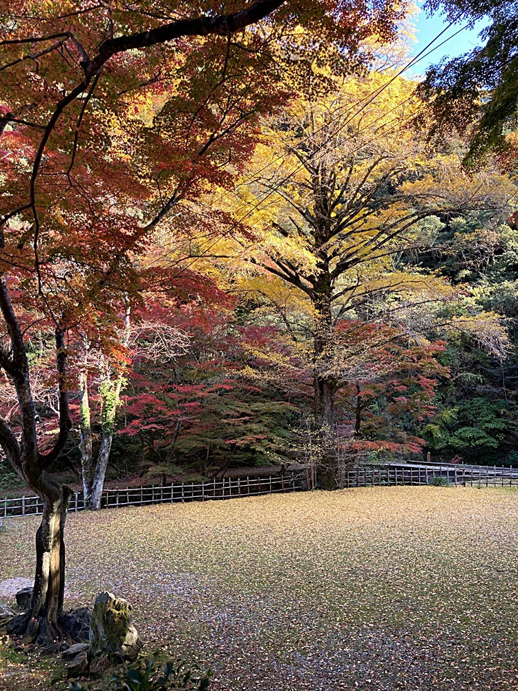 鰐淵寺 イチョウ 縦