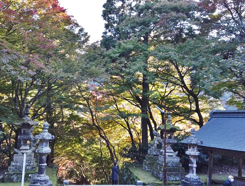 鰐淵寺 紅葉 本堂2020