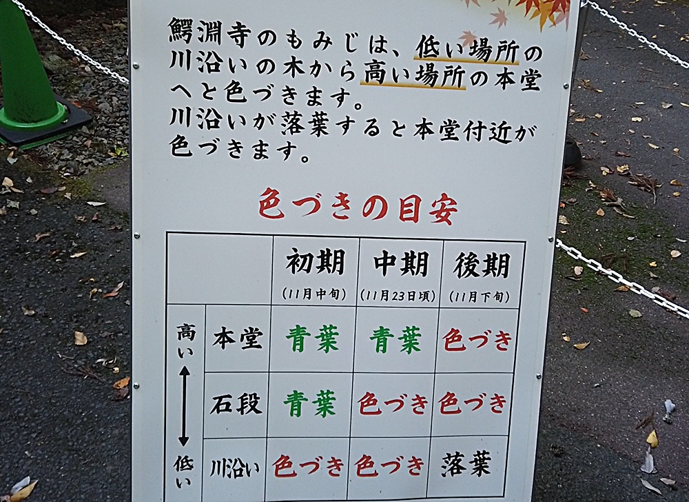 鰐淵寺 紅葉情報