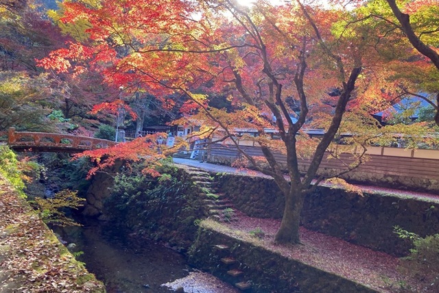 出雲市平田の鰐淵寺の紅葉を見に行って来ました 出雲にゅーす