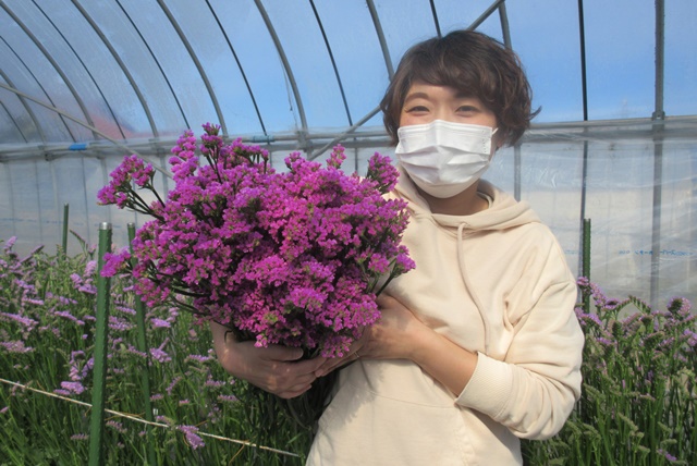 出雲市中野町の 佐野農園 山陰初 八重咲き スターチスの花農家さんです しまね農業女子 プロジェクト 出雲にゅーす