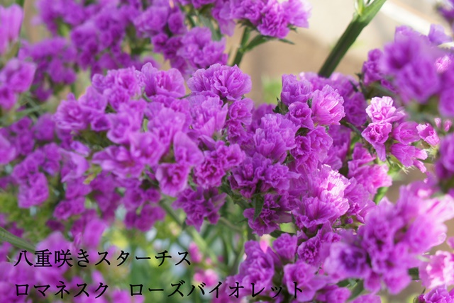 出雲市中野町の 佐野農園 山陰初 八重咲き スターチスの花農家さんです しまね農業女子 プロジェクト 出雲にゅーす