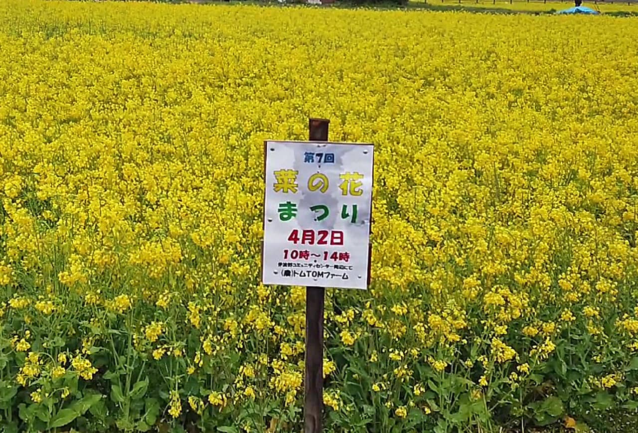 菜の花まつり2023 01