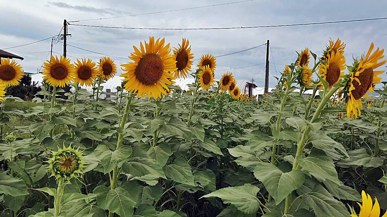 出雲縁結び空港周辺の 斐川のひまわり畑 は 8月中旬 お盆の頃 から見頃になりそうです 出雲にゅーす