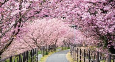 桜花見20221224